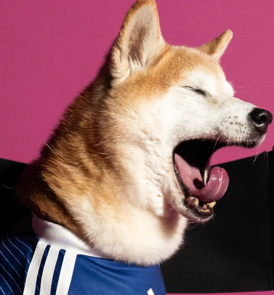 2026/27 Japan Home Blue pet jersey（宠物）