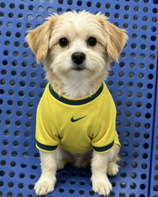 2026/27 Colombia home pet jersey（宠物）